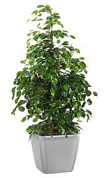 Ficus Benjamina Danielle in LECHUZA QUADRO LS Self-watering Planter, Total Height 120 cm