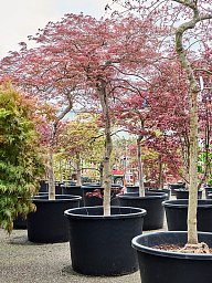 Acer pal. diss 'Ornatum'