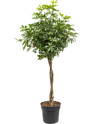 Easy-Care Umbrella Tree Schefflera arboricola 'Compacta' Tall Indoor House Plants Trees