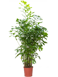 Lush Fishtail Palm Caryota mitis (650-725) Indoor House Plants