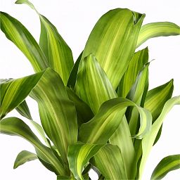 Dracaena Fragrans Massangeana in LECHUZA RONDO Self-watering Planter, Total Height 160 cm