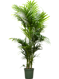 Lush Sentry Palm Kentia (Howea) forsteriana Indoor House Plants