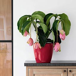 LECHUZA CLASSICO LS Round Poly Resin Self-watering Planter