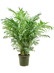 Shade-loving Parlour Palm Chamaedorea elegans Indoor House Plants