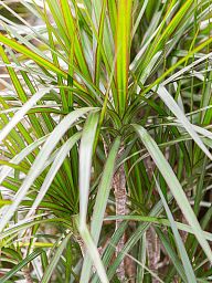 Showy Madagascar Dragon Tree Dracaena marginata Tall Indoor House Plants Trees