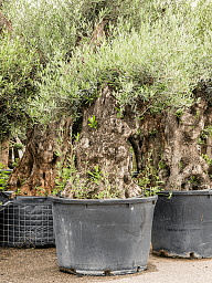 Showy Olive Olea europaea