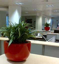 Fiberstone Glossy Round Sunny Planter by Idealist Premium