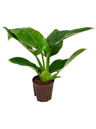 Lush Heart-Leaf Philodendron 'Imperial Green' Indoor House Plants
