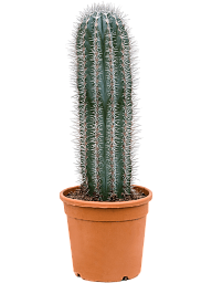 Easy-Care Mexican Giant Cactus Pachycereus pringlei Indoor House Plants
