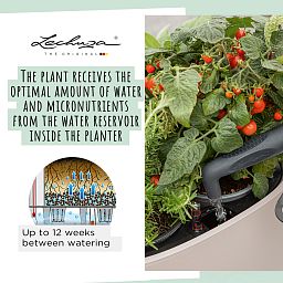 LECHUZA PILA Color Square Poly Resin Self-watering Planter