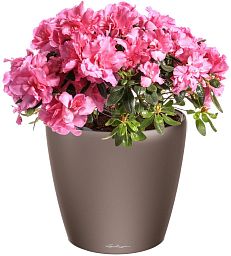 Blooming Azalea in LECHUZA CLASSICO LS Self-watering Planter, Total Height 40 cm