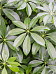 Colorful Umbrella Tree Schefflera arboricola 'Trinette' Indoor House Plants