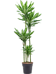 Colorful Corn Plant Dracaena fragrans 'Cintho' Indoor House Plants