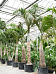 Lush Spindle Palm Hyophorbe verschaffeltii Tall Indoor House Plants Trees