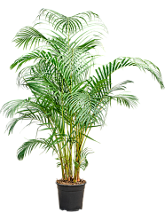 Lush Areca Palm Dypsis (Areca) lutescens Indoor House Plants