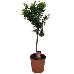 Cheerful Citrus Tree Mix Tall Indoor House Plants Trees