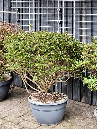 Azalea japonica 'Blaauw's Pink'