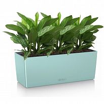 Potted House Plant Aglaonema Stripes in LECHUZA BALCONERA Color Pastel...