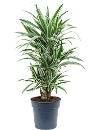 Graceful Dragon Tree Dracaena deremensis 'White Stripe' Indoor House Plants
