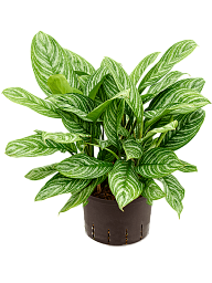 Shade-loving Chinese Evergreen Aglaonema 'Stripes' Indoor House Plants