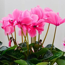 Blooming Cyclamen in LECHUZA CLASSICO LS Self-watering Planter, Total Height 40 cm