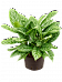 Shade-loving Chinese Evergreen Aglaonema 'Stripes' Indoor House Plants