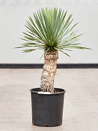 Photogenic Beaked Blue Yucca rostrata (170-200) Indoor House Plants