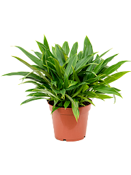 Lush Heart-Leaf Philodendron 'Little Phil' Indoor House Plants