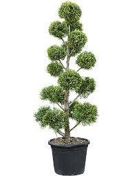 Lush Castlewellan Gold Cupressocyparis leylandii 'Castlewellan Gold' Outdoor Plants