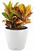 Codiaeum Mix in LECHUZA CLASSICO Color Self-watering Planter, Total Height 40 cm