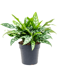 Lush Chinese Evergreen Aglaonema 'Maria' Indoor House Plants