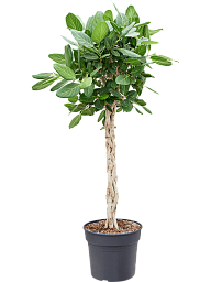 Lush Banyan Fig Ficus benghalensis 'Audrey' Indoor House Plants