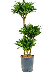 Easy-Care Corn Plant Dracaena fragrans 'Compacta' Indoor House Plants
