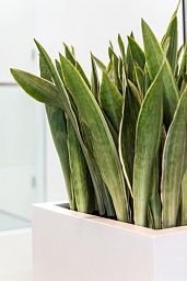 Square Fiberstone Planter by Idealist Premium