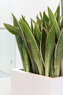 Square Fiberstone Planter by Idealist Premium