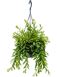 Cheerful Lipstick Plant Aeschynanthus 'Japhrolepis' Indoor House Plants