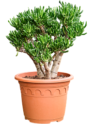 Crassula ovata 'Horn Tree'