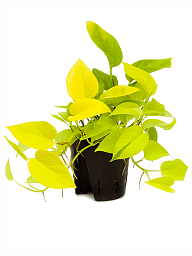 Shade-loving Satin Pothos Scindapsus (Epipremnum) 'Golden Pothos' Indoor House Plants