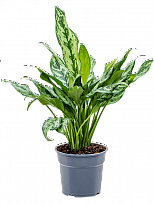 Easy-Care Chinese Evergreen Aglaonema 'Miss Julliette' Indoor House Pl...