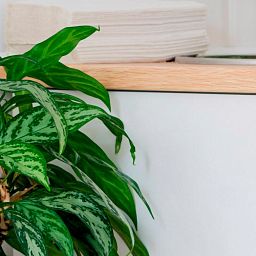 Aglaonema Maria in LECHUZA CLASSICO Color Self-watering Planter, Total Height 35 cm