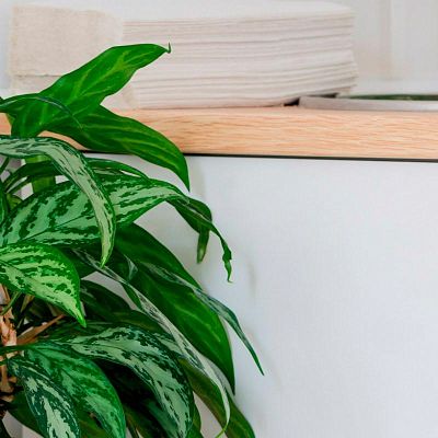 Aglaonema Maria in LECHUZA QUADRO LS Self-watering Planter, Total Height 60 cm