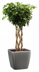 Schefflera Arboricola Gold Capella in LECHUZA QUADRO LS 43 Self-watering Planter, Total Height 180 c