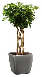 Schefflera Arboricola Gold Capella in LECHUZA QUADRO LS 43 Self-watering Planter, Total Height 180 c