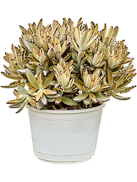 Kalanchoe tomentosa