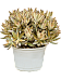 Kalanchoe tomentosa