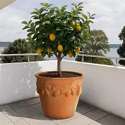 Citrus Fiberglass Round Tall Terracotta Planter Pot In/Out