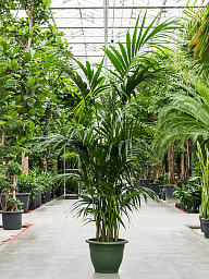 Lush Sentry Palm Kentia (Howea) forsteriana Indoor House Plants