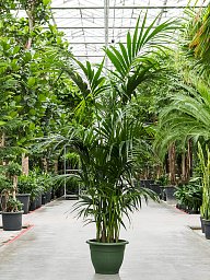 Lush Sentry Palm Kentia (Howea) forsteriana Indoor House Plants