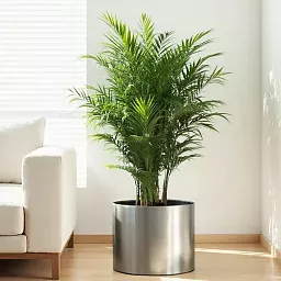 Superline Standard on Ring Round Indoor Planter