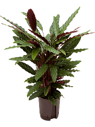 Elegant Peacock Plant Calathea rufibarba 'Wavestar' Indoor House Plants
